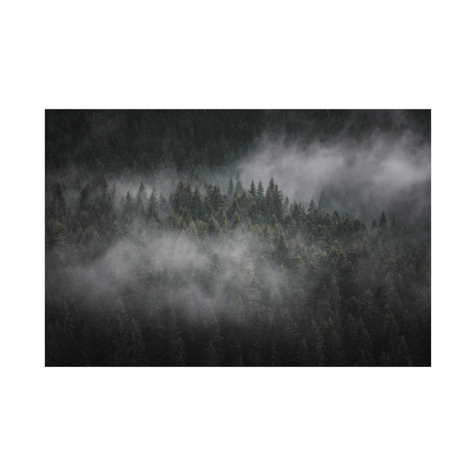 Umetnička slika Foggy forest II na platnu - NS Canvas Shop