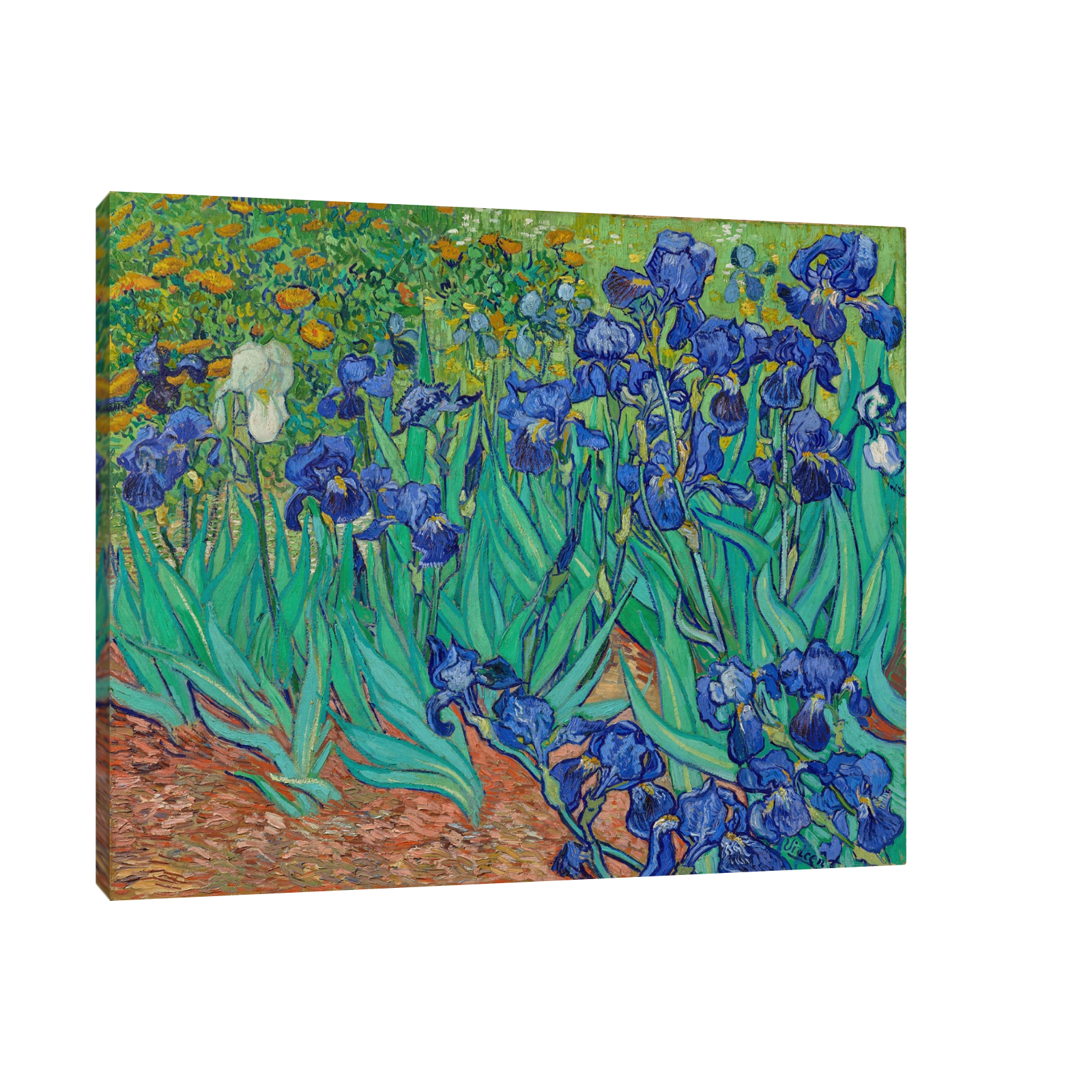 Umetnička slika Irises, Vincent van Gogh na platnu - NS Canvas Shop