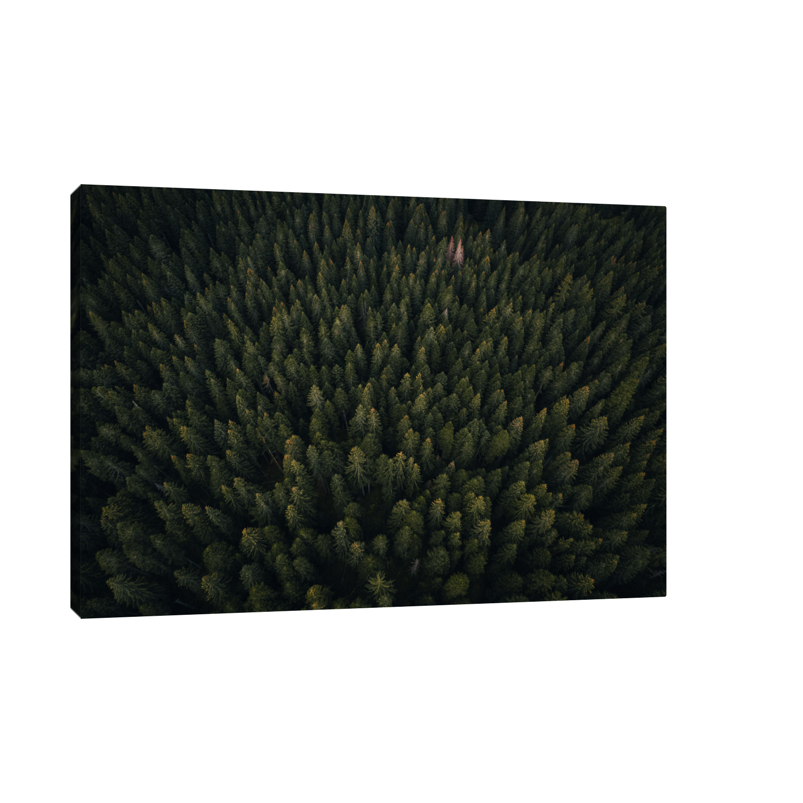 Umetnička slika Kroz šumu na platnu - NS Canvas Shop