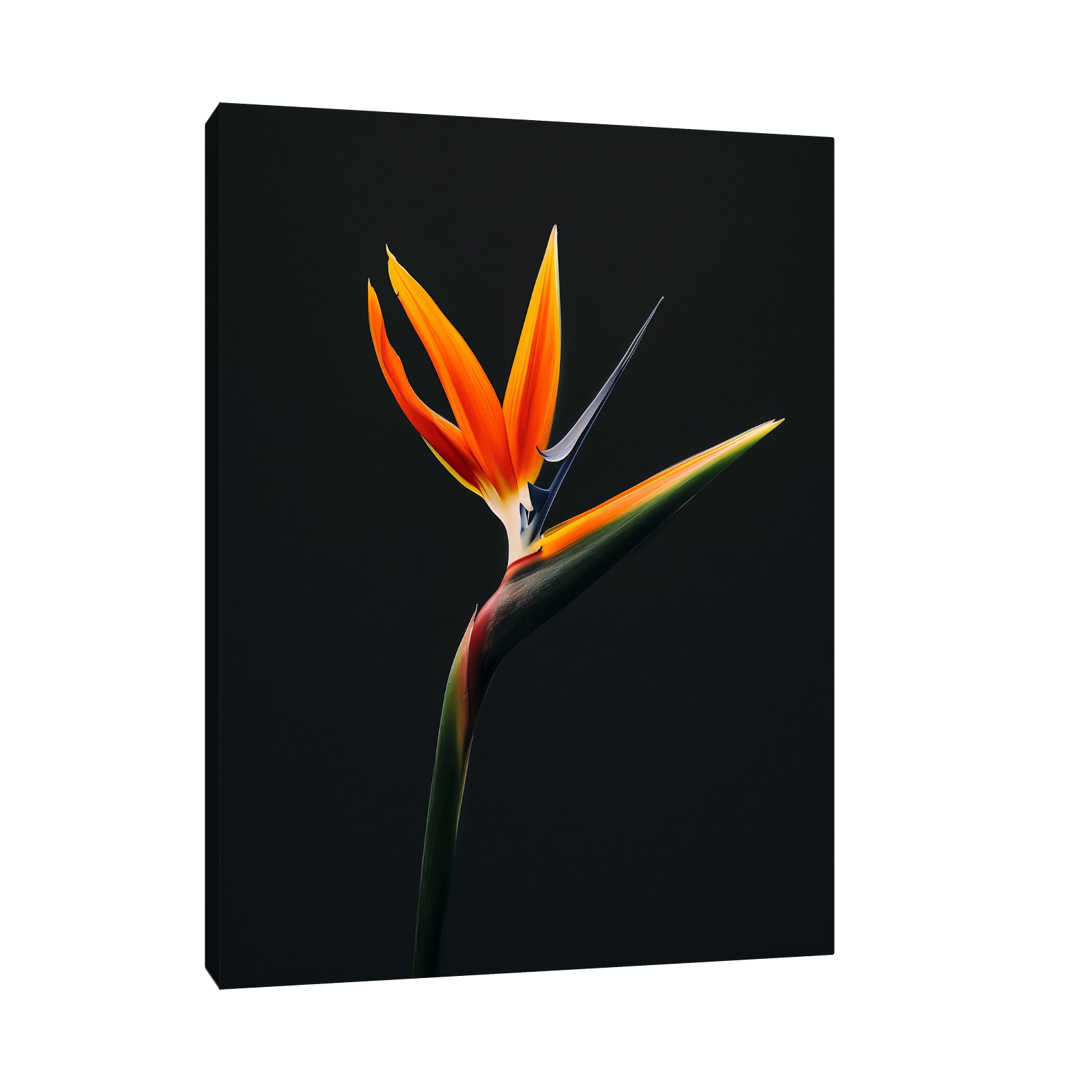 Umetnička slika Strelitzia na crnu pozadinu na platnu - NS Canvas Shop