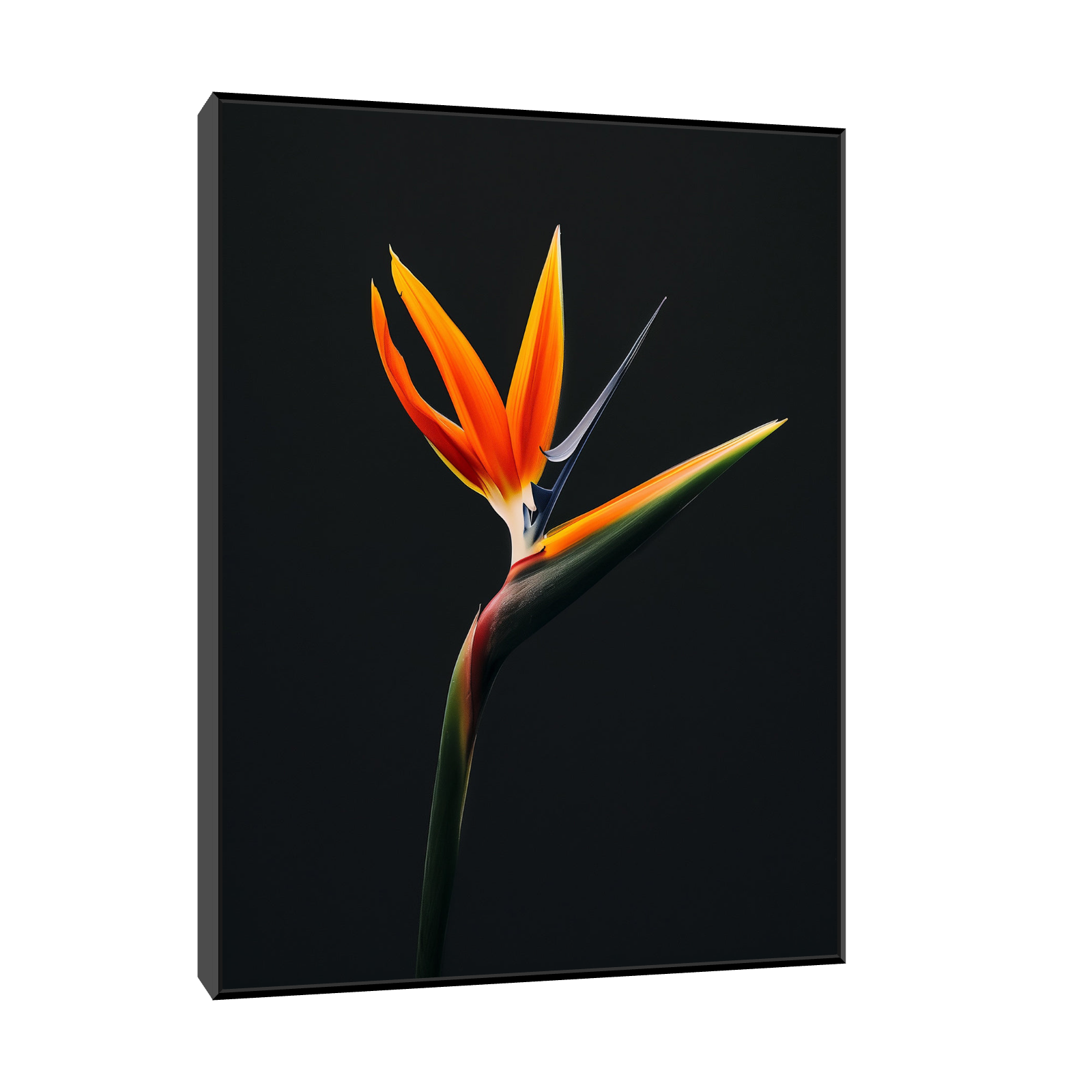Umetnička slika Strelitzia na crnu pozadinu na platnu - NS Canvas Shop
