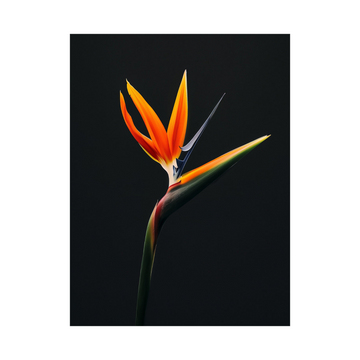 Umetnička slika Strelitzia na crnu pozadinu na platnu - NS Canvas Shop