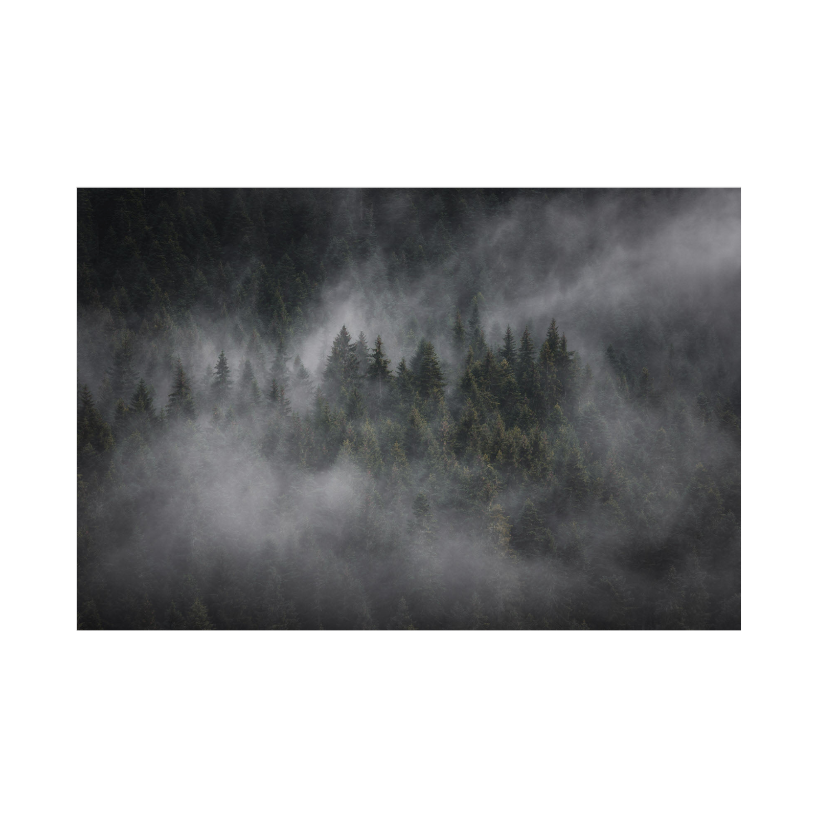 Umetnička slika ​Foggy forest na platnu - NS Canvas Shop