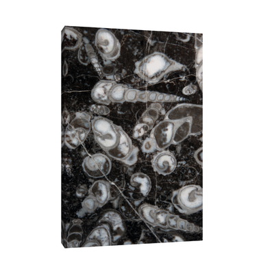 Umetnička slika ​Fosilni puževi (Nemačka) na platnu - NS Canvas Shop