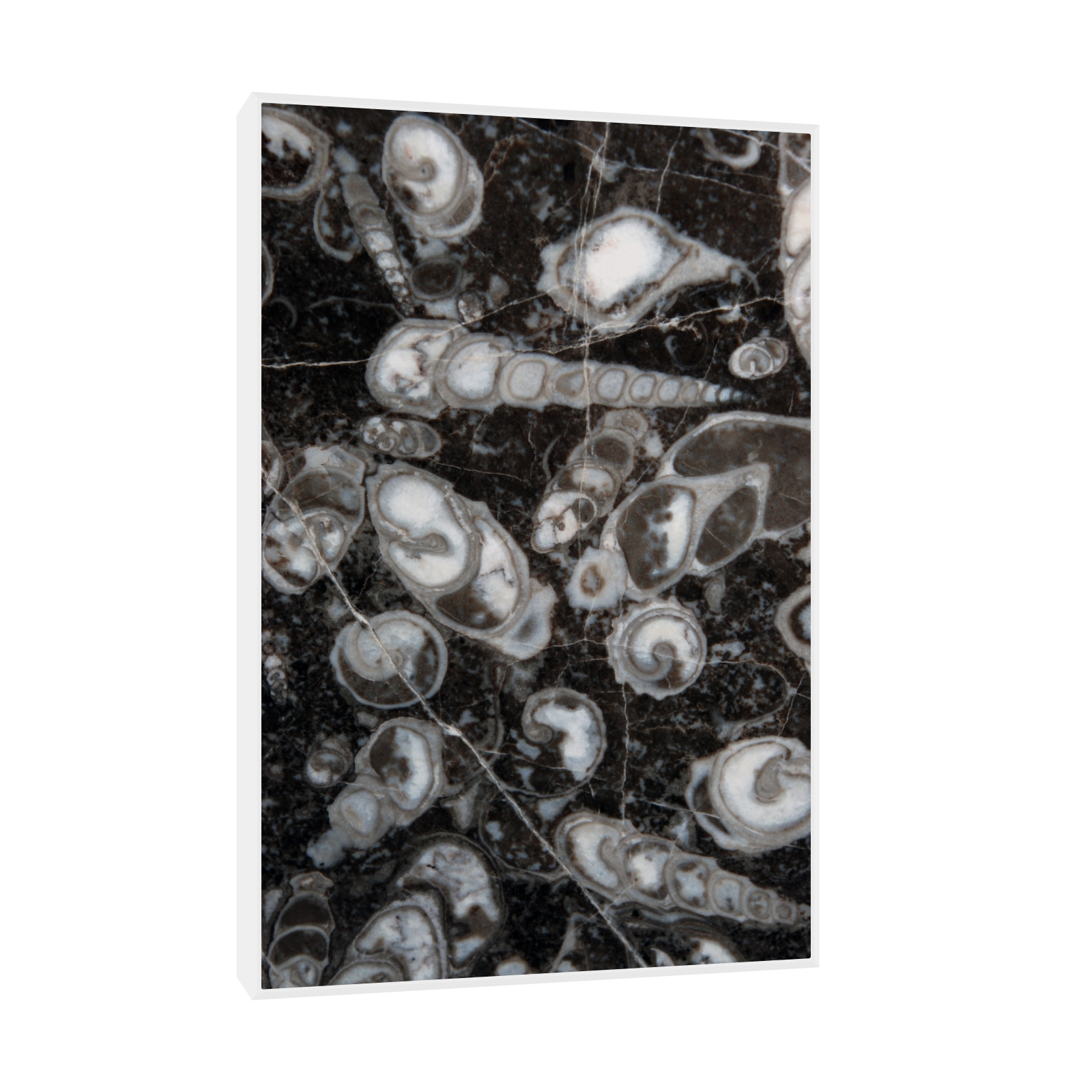 Umetnička slika ​Fosilni puževi (Nemačka) na platnu - NS Canvas Shop