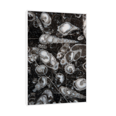 Umetnička slika ​Fosilni puževi (Nemačka) na platnu - NS Canvas Shop