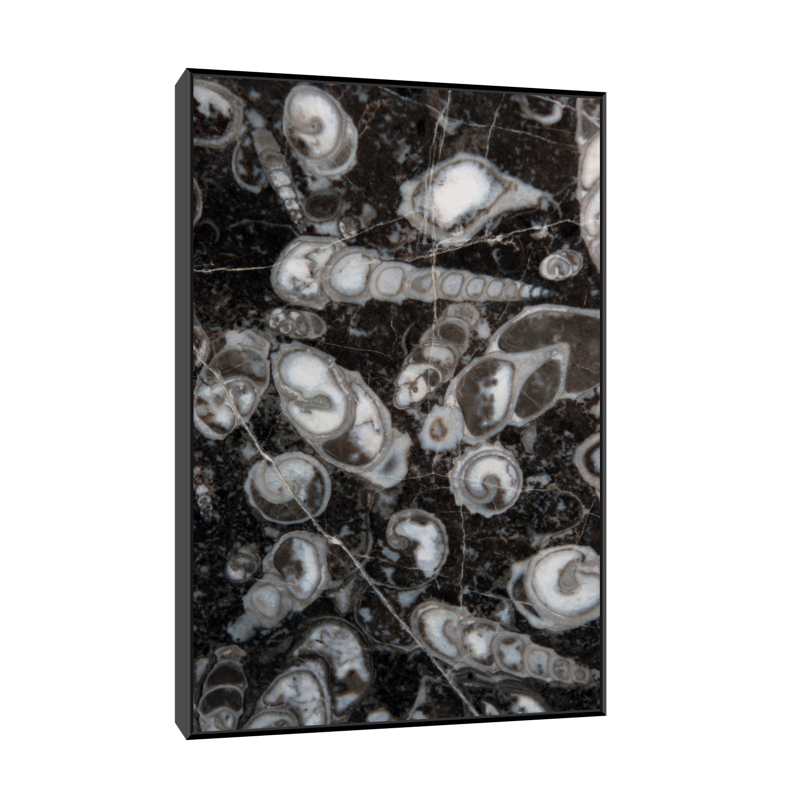 Umetnička slika ​Fosilni puževi (Nemačka) na platnu - NS Canvas Shop
