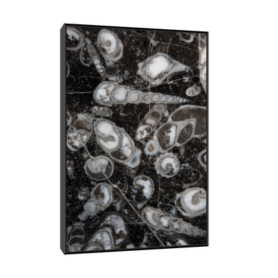 Umetnička slika ​Fosilni puževi (Nemačka) na platnu - NS Canvas Shop