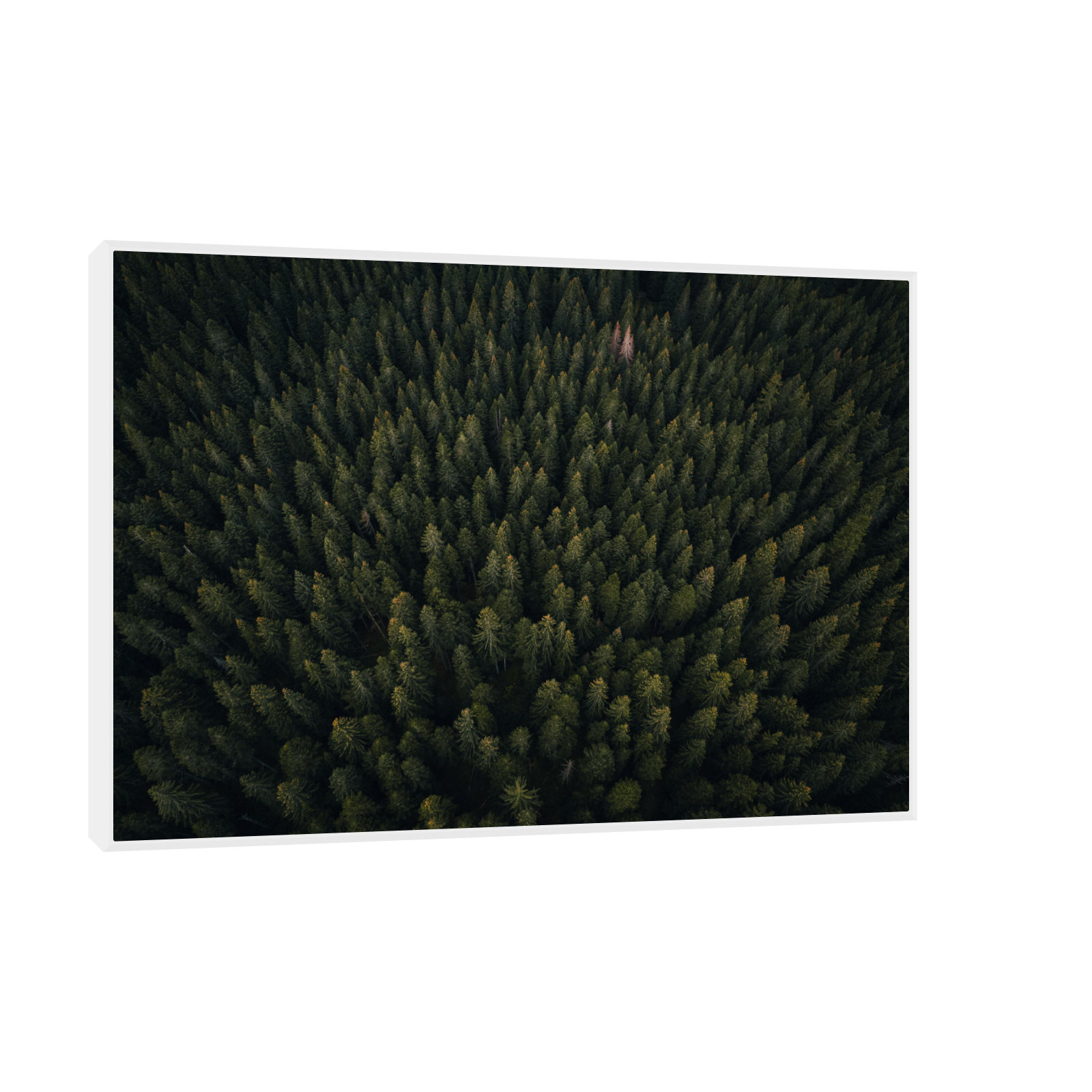 Umetnička slika ​Kroz šumu na platnu - NS Canvas Shop