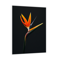 Umetnička slika ​Strelitzia  na crnu pozadinu na platnu - NS Canvas Shop