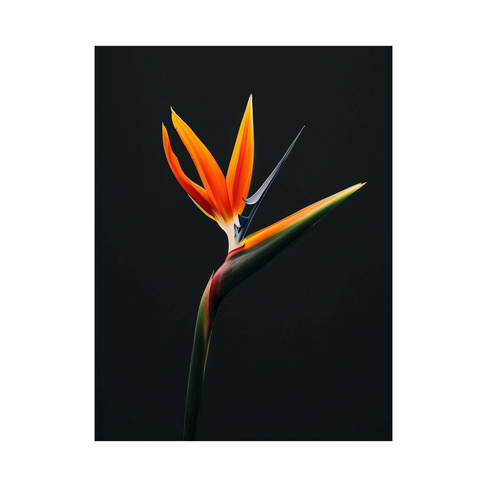Umetnička slika ​Strelitzia  na crnu pozadinu na platnu - NS Canvas Shop