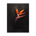 Umetnička slika ​Strelitzia  na crnu pozadinu II na platnu - NS Canvas Shop