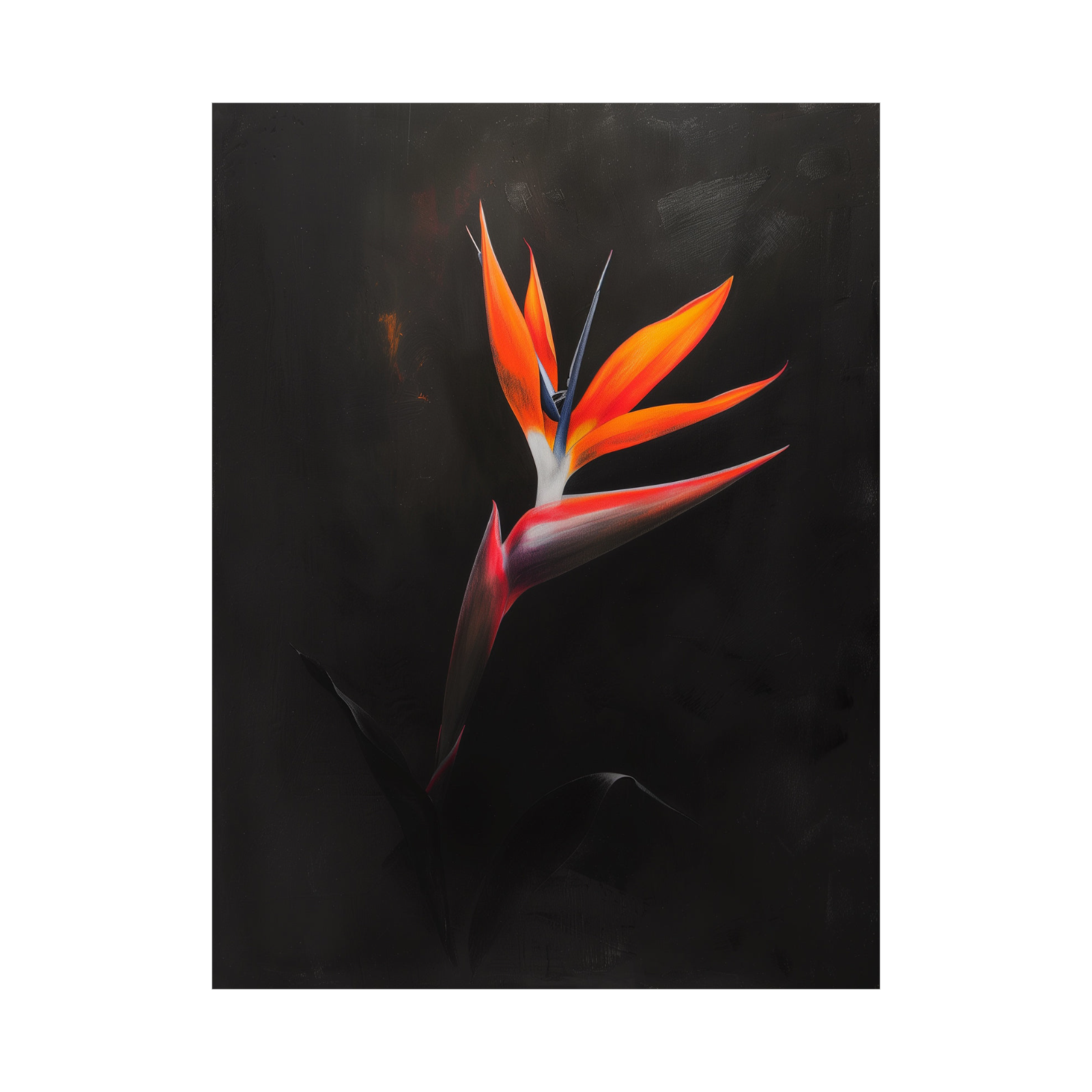 Umetnička slika ​Strelitzia  na crnu pozadinu II na platnu - NS Canvas Shop